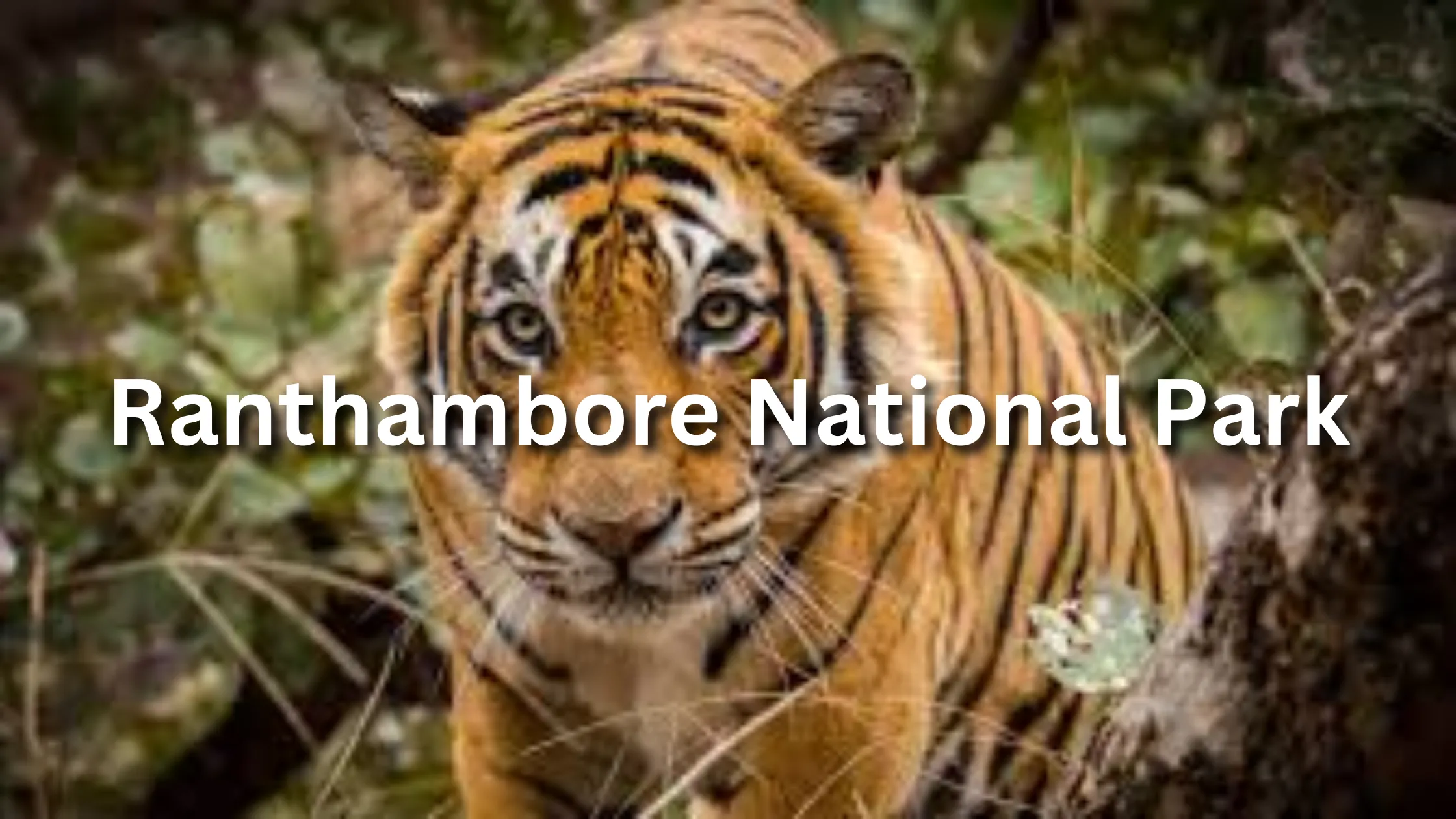 Ranthambore National Park