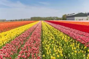 Srinagar Tulip Garden