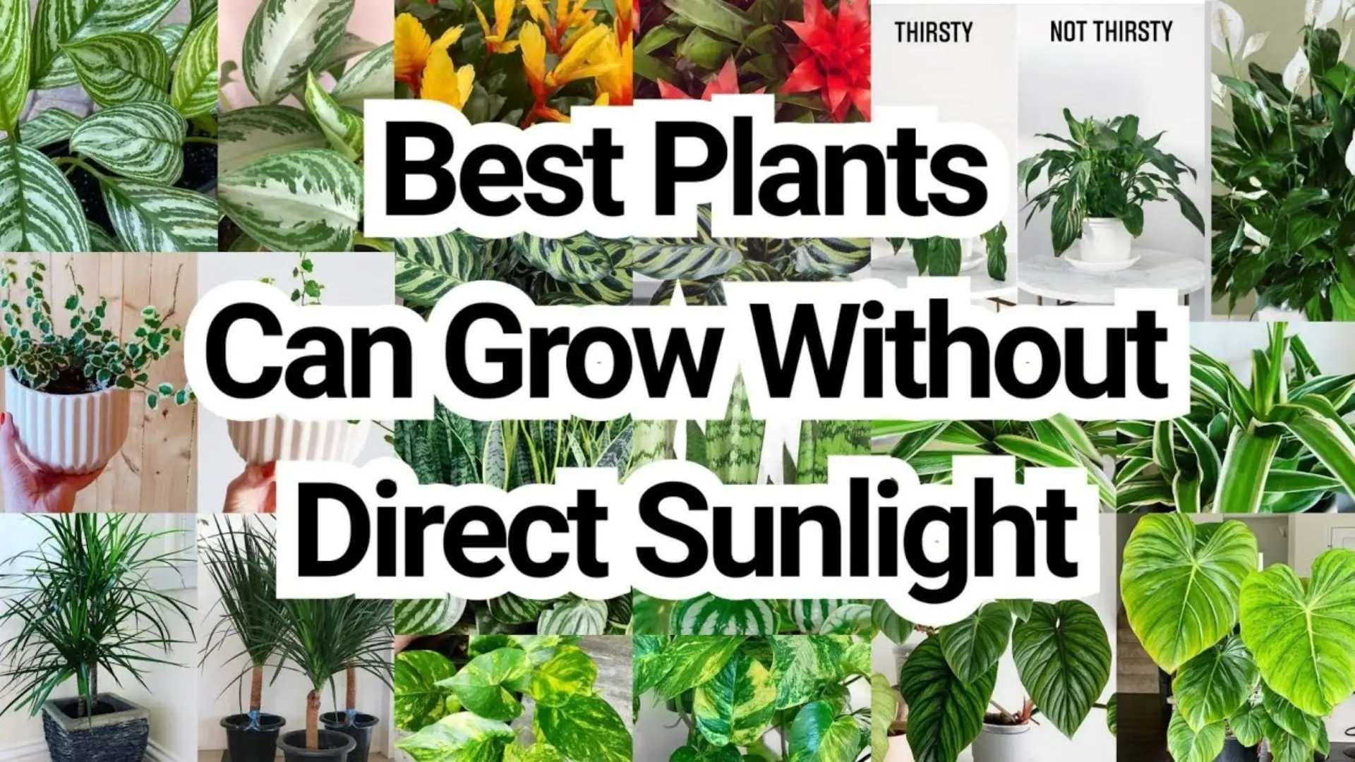 Discover 10 Houseplants That Thrive Without Sunlight